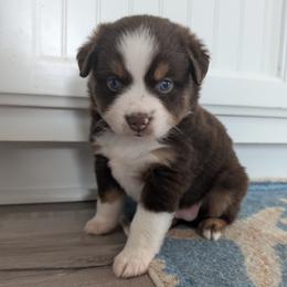 Bingo - Red tri female Toy Australian Shepherd puppy in Crockett, Texas from Pleasant Grove Aussies