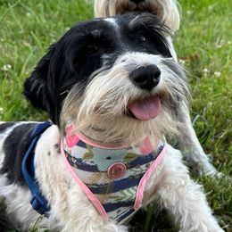 Becky - Miniature Schnauzer