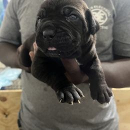 Cane Corso Puppies from Double C Cane Corso Kennel