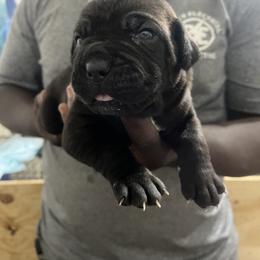 Cane Corso Puppies from Double C Cane Corso Kennel