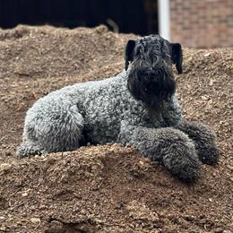 Gloria - Kerry Blue Terrier