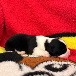 Freedom - Brindle and white female Cardigan Welsh Corgi puppy in Mishawaka, Indiana from Squires Corgi Cottage