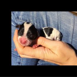 Briar - Tri-color female Cavapoo puppy in Battle Lake, Minnesota from Panda Puppies