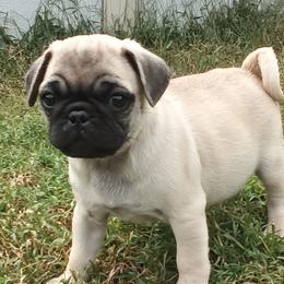 Boy 6 - Fawn male Pug puppy in Marshville, North Carolina from adorable pug puppies