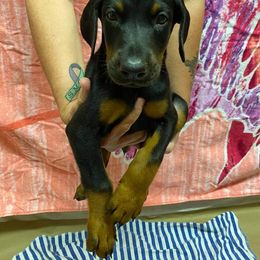 Doberman Pinscher Puppies from Knights Squire Dobermans
