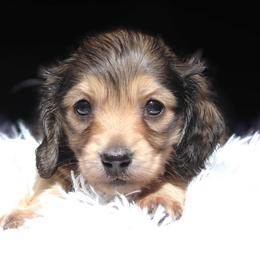 Lorelei - Blue and tan female Dachshund puppy in Azle, Texas from American Dachshunds
