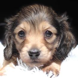 Lorelei - Blue and tan female Dachshund puppy in Azle, Texas from American Dachshunds