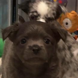 Owen - Blue and white male Chihuahua puppy in Brooklyn, Connecticut from Ladybug Chihuahuas