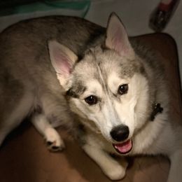 Neesse - Pomsky