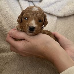 Goldendoodle Puppies from Goosehill Doodles