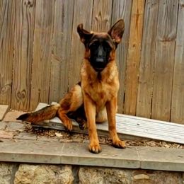 Gike - Black and red German Shepherd puppy in Clifton, Virginia from Von Haus Wisen Baker German Shepherds