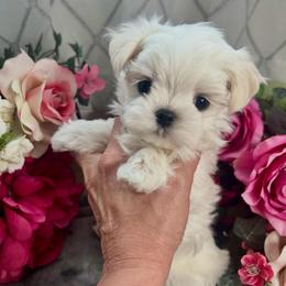 Rolax - White male Maltese puppy in Buckeye, Arizona from Casper’s maltese