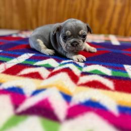 Dolly - Blue female French Bulldog puppy in Wann, Oklahoma from OG’s Frenchies