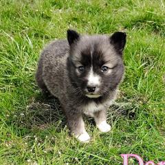 Darko - female Nenets Herding Laika puppy in Rockville, Maryland from Skais the Limit