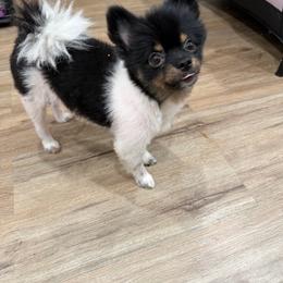 Mochi - Tri-colored male Pomeranian puppy in Brooklyn, New York from Luxury Poms