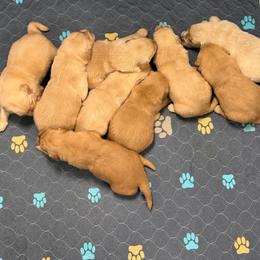 Venus - Golden female Golden Retriever puppy in Saint Pauls, North Carolina from Copperfield’s Goldens
