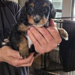 River - Tri-color male Bernedoodle puppy in Milton, Florida from Sutton Place Doodles