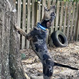 Monroe - Catahoula Leopard Dog