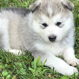 Lynx - Gray and white male Siberian Husky puppy in Collins, Iowa from Homegrown Huskies