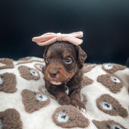 Dalmore Glow - Tri-color female Bernedoodle puppy in Fleming Island, Florida from Island Doodles