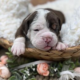 Chief - Red male Olde English Bulldogge puppy in Camdenton, Missouri from Mule Pool Olde English Bulldogges