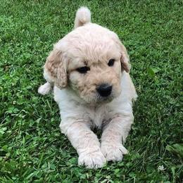 Goldendoodles from Sugar River Doodles
