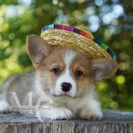 Finn (Red Male 2) - Red male Pembroke Welsh Corgi puppy in Straughn, Alabama from Magnolia Creek Corgis