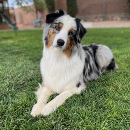 Australian Shepherd puppies from Rock Canyon Australian Shepherds