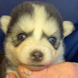 Velvet - Red and white female Pomsky puppy in Spring Hill, Florida from PDQ Pomskies