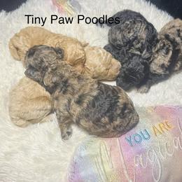 Poodle Puppies from Tiny Toy Poodles
