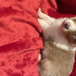 Collie Puppies from Prime Star Collies