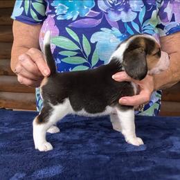 Percy Grace - Black tan and white female Beagle puppy in Jerome, Missouri from Beam's Beagles