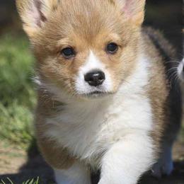 Pembroke Welsh Corgi Puppies from Rees Corgis