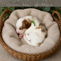 Goldendoodle Puppies from RadDoodles