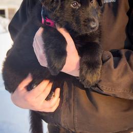 German Shepherd Puppies from Journey's German Shepherds (Kennel Vom Himmel)