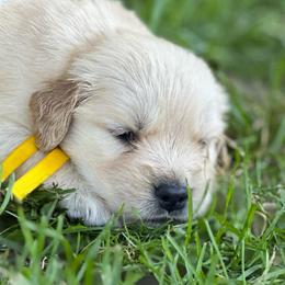 Fawn (Yellow) - Golden female Golden Retriever puppy in Franklin, West Virginia from Wildmour K9