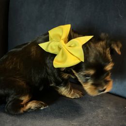 Scarlet - Black and tan female Yorkshire Terrier puppy in Wagoner, Oklahoma from Rosenthal Yorkies