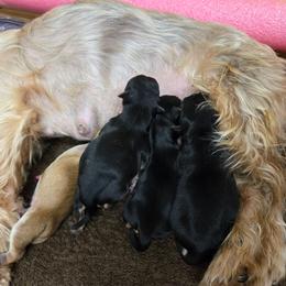 Abby - Black & tan tri-color female Morkie puppy in Thompson, Iowa from Weiss's Puppies