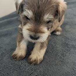 Lucas - Liver male Miniature Schnauzer puppy in Ferndale, Washington from Blackhorse Schnauzers Washington state