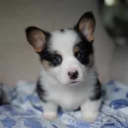 Boy 2 - Black and tan male Pembroke Welsh Corgi puppy in Vanzant, Missouri from Archer's Corgis
