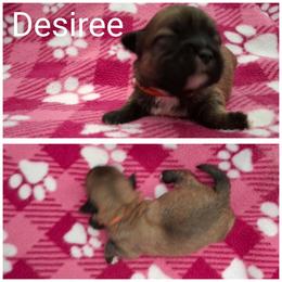 Desiree - Red gold female Lhasa Apso puppy in Cincinnati, Ohio from Shangri-La Lhasa Apsos