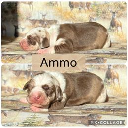 Ammo - Red merle male Catahoula Leopard Dog puppy in Forbes, Minnesota from North Country Catahoulas