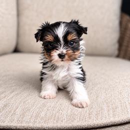 Wednesday - Parti female Yorkshire Terrier puppy in Jacksonville, Florida from Yorktown Yorkies