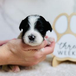 Oreo - Black and white male Bernedoodle puppy in Katy, Texas from Bluebonnet Bernedoodles of Southeast Texas