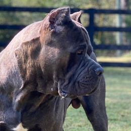 Castiel  - Cane Corso