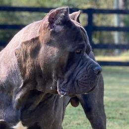 Castiel  - Cane Corso