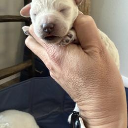 Dolly - Cream female Poodle puppy in Poth, Texas from Casa de Curls