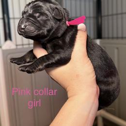 Pink Collar Girl - Bi-color female German Shepherd puppy in Universal City, Texas from Jaxinhaus German Shepherds