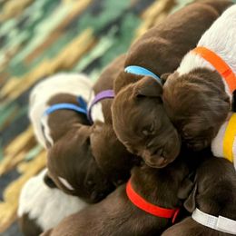 German Shorthaired Pointers from Moore Family GSPs