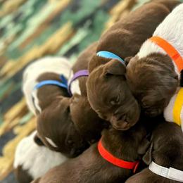 German Shorthaired Pointers from Moore Family GSPs